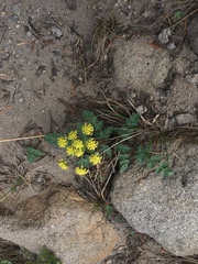 Lomatium martindalei