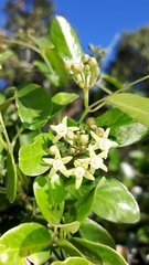 Cynanchum ellipticum