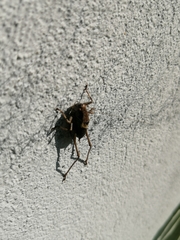 Pholidoptera griseoaptera