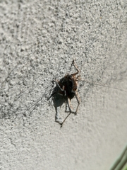 Pholidoptera griseoaptera