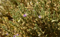 Monechma mollissimum