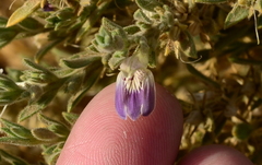 Monechma mollissimum