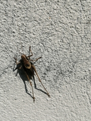 Pholidoptera griseoaptera