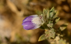 Monechma mollissimum