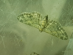 Eupithecia inturbata