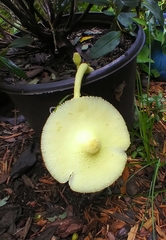 Leucocoprinus birnbaumii image