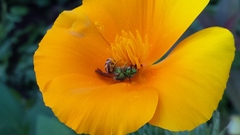 Agapostemon virescens