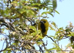 Icterus nigrogularis