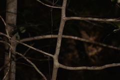 Diospyros pentamera