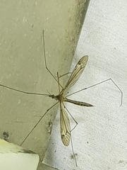 Tipula lateralis