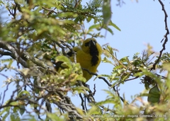 Icterus nigrogularis