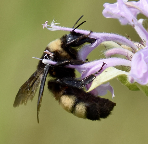 photo of Black-and-gold Bumble Bee (Bombus auricomus)