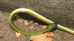 Philothamnus hoplogaster