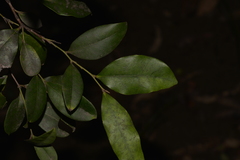 Diospyros pentamera