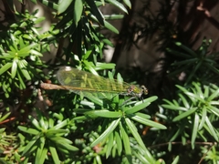 Calopteryx splendens