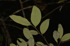 Diospyros pentamera