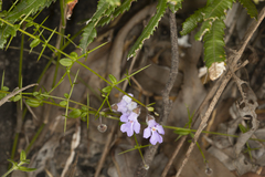 Prostanthera sejuncta