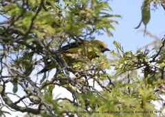 Icterus nigrogularis