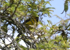 Icterus nigrogularis