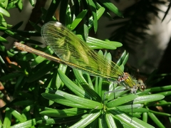 Calopteryx splendens