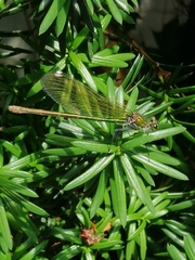 Calopteryx splendens