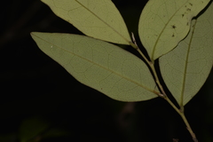 Diospyros pentamera