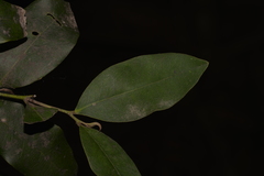 Diospyros pentamera