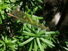 Calopteryx splendens