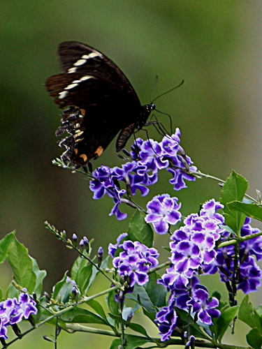Orchard Swallowtail