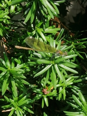Calopteryx splendens