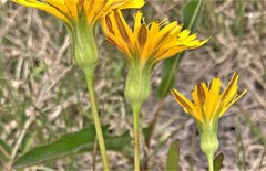 Nothocalais alpestris