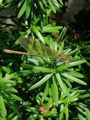 Calopteryx splendens