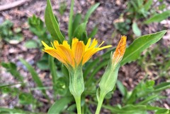 Nothocalais alpestris