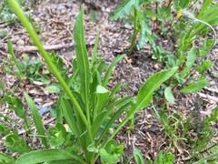 Nothocalais alpestris