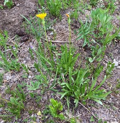 Nothocalais alpestris