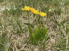 Nothocalais alpestris