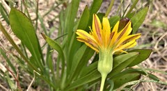 Nothocalais alpestris