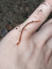 Geophilus flavus