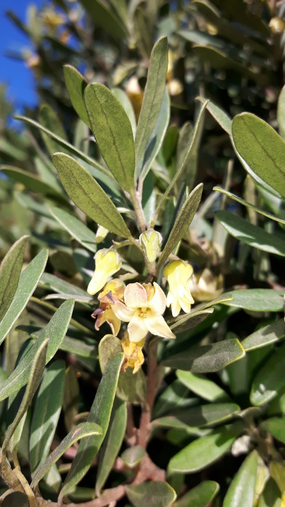 Poison Starapple