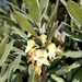 Diospyros dichrophylla - Photo (c) Craig Peter,  זכויות יוצרים חלקיות (CC BY-NC), הועלה על ידי Craig Peter