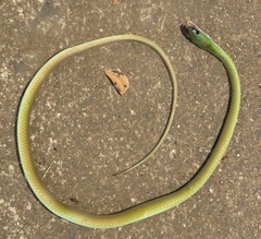 Philothamnus hoplogaster