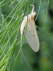 Maccaffertium modestum