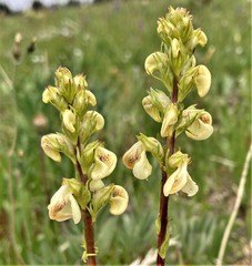 Pedicularis contorta contorta