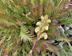 Pedicularis contorta contorta