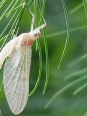 Maccaffertium modestum