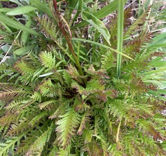 Pedicularis contorta contorta
