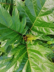 Solanum chrysotrichum