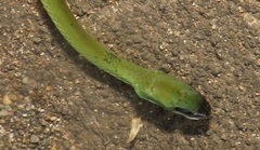 Philothamnus hoplogaster