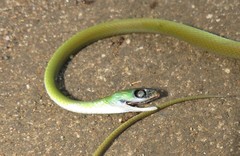 Philothamnus hoplogaster