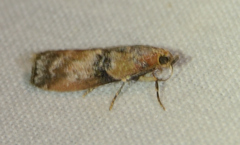 Meroptera cviatella